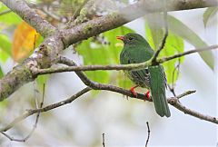 Green-and-black Fruiteater